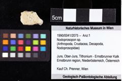 Foto (Objket + Etiketten) von Nodoprosopon sp. 